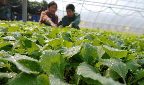 打好2022年農(nóng)業(yè)生產(chǎn)第一仗 青島即墨區(qū)扎實(shí)推進(jìn)春耕工作